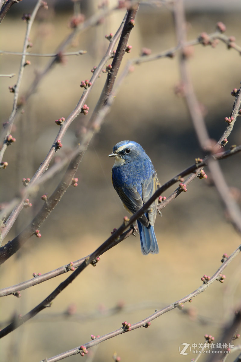 #尼康鸟类作品赏析#【报春】 （老阿推荐）