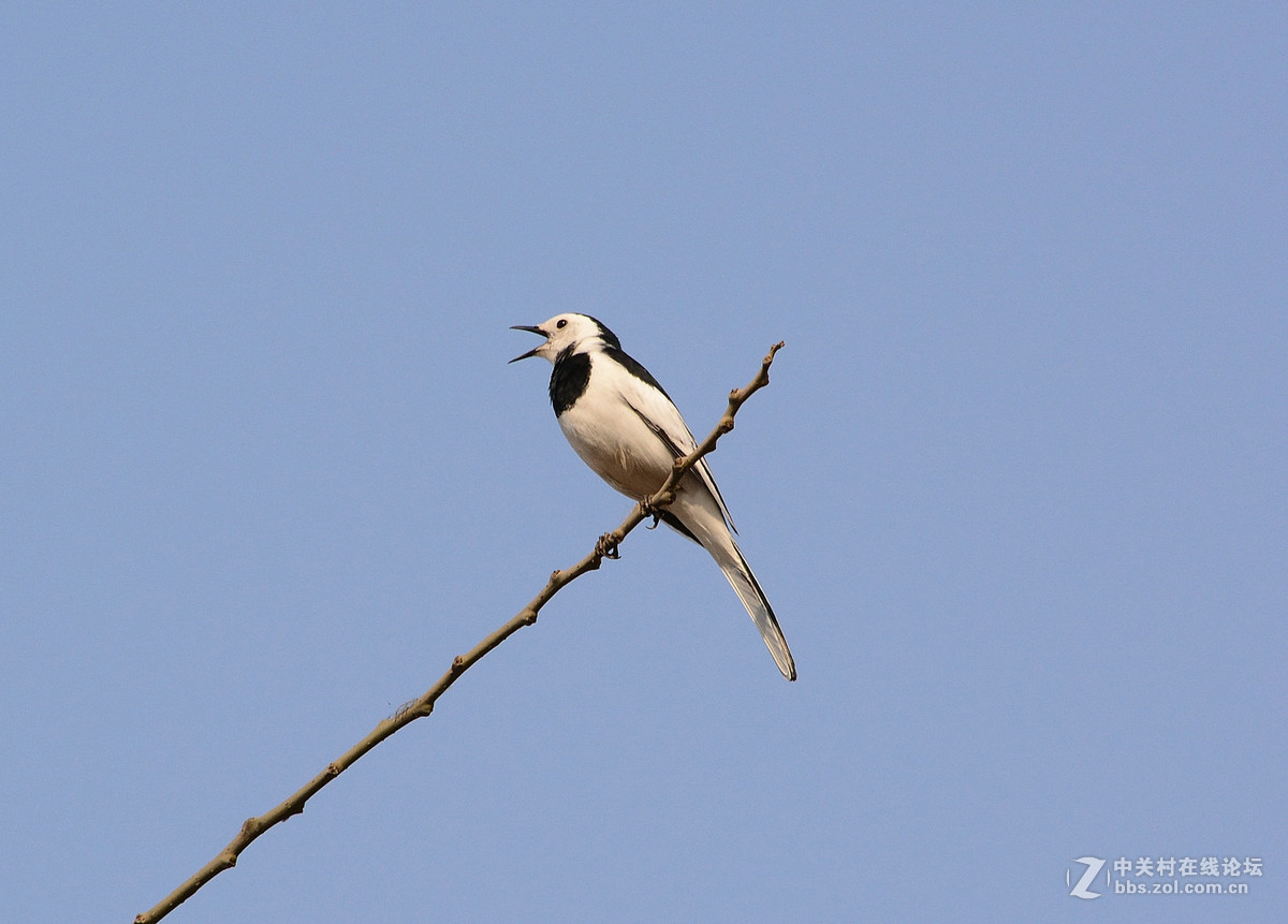 #尼康鸟类作品赏析#【报春】 （老阿推荐）