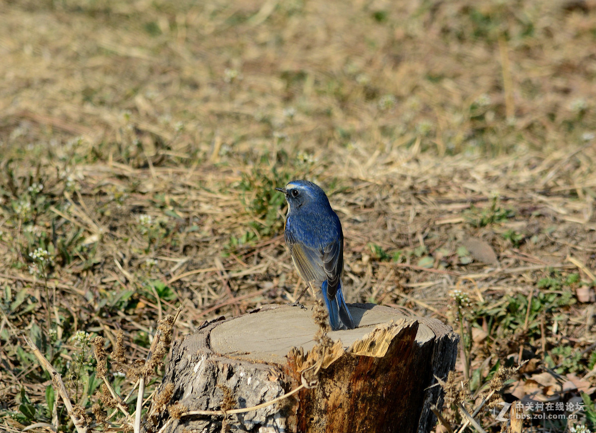 #尼康鸟类作品赏析#【报春】 （老阿推荐）