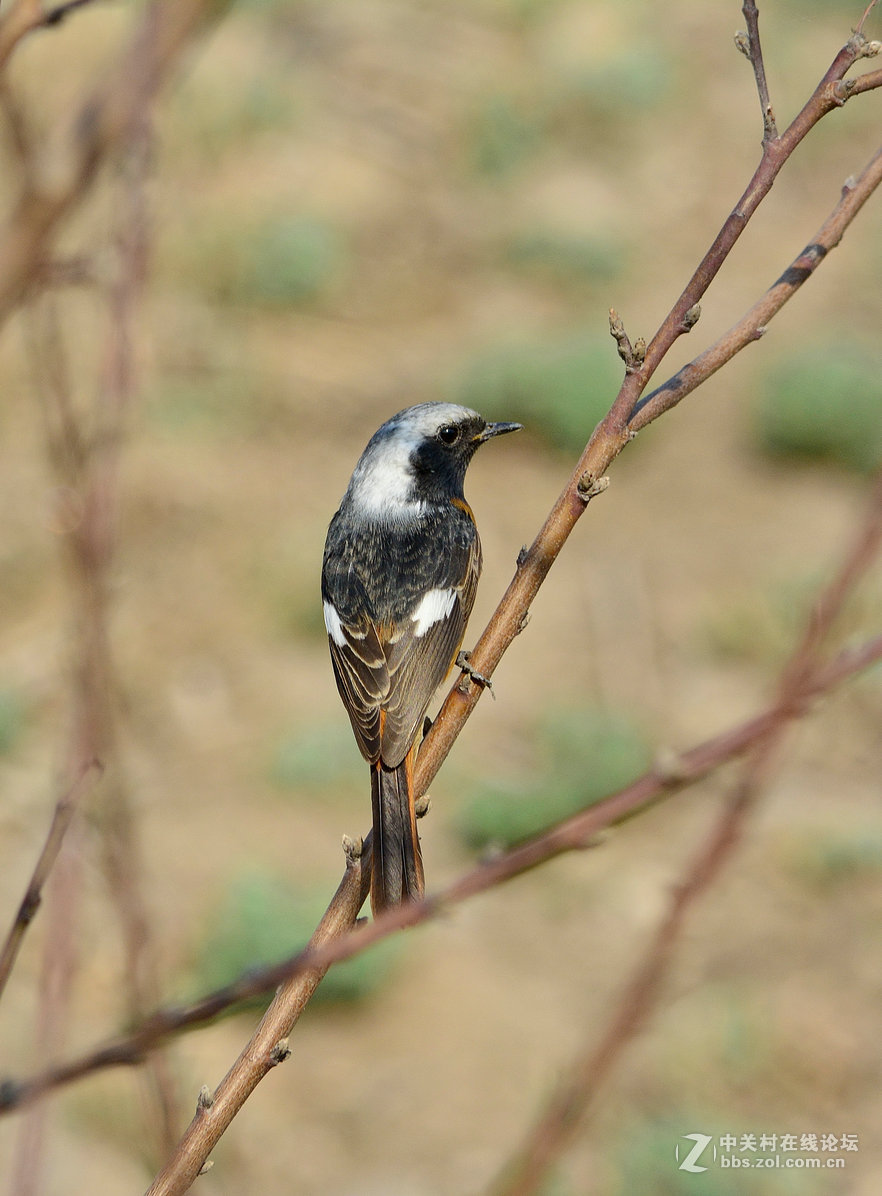 #尼康鸟类作品赏析#【报春】 （老阿推荐）