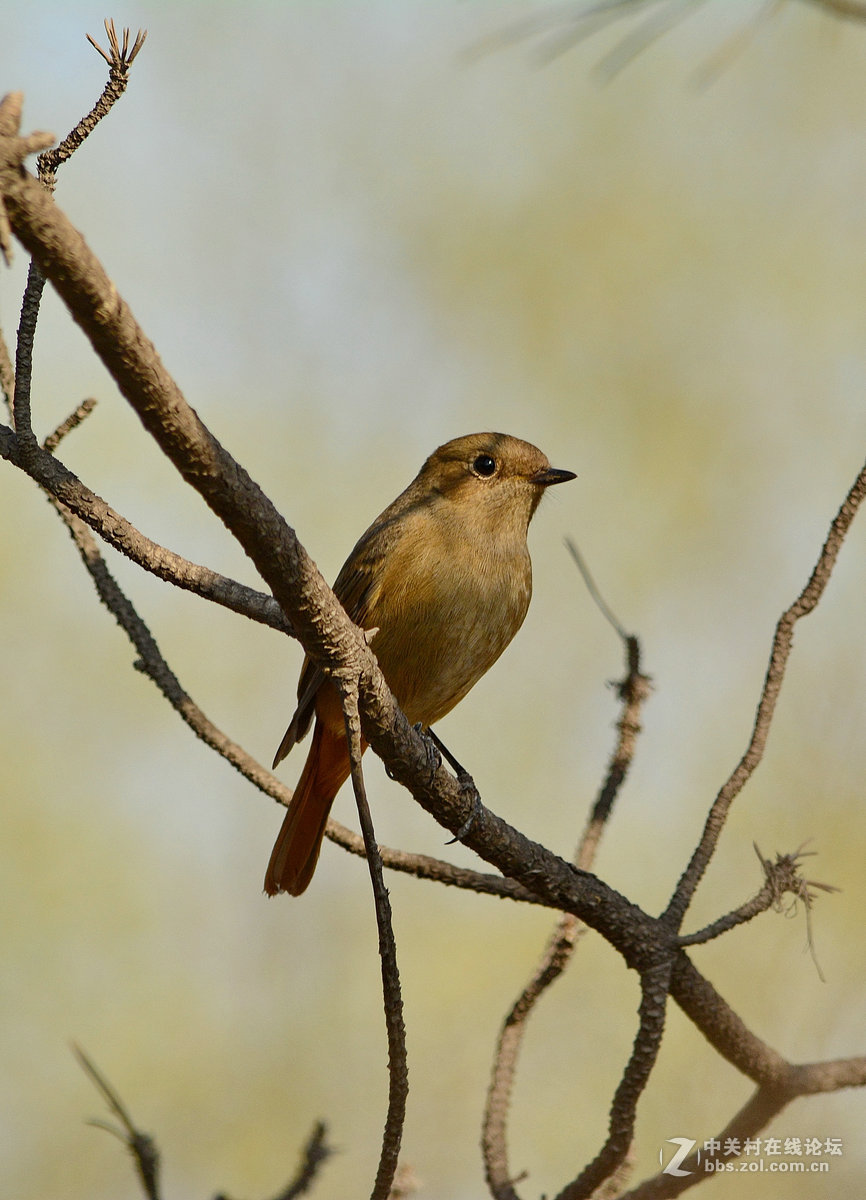 #尼康鸟类作品赏析#【报春】 （老阿推荐）