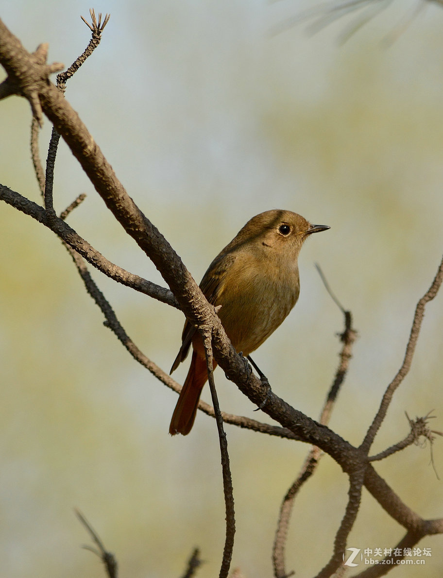 #尼康鸟类作品赏析#【报春】 （老阿推荐）