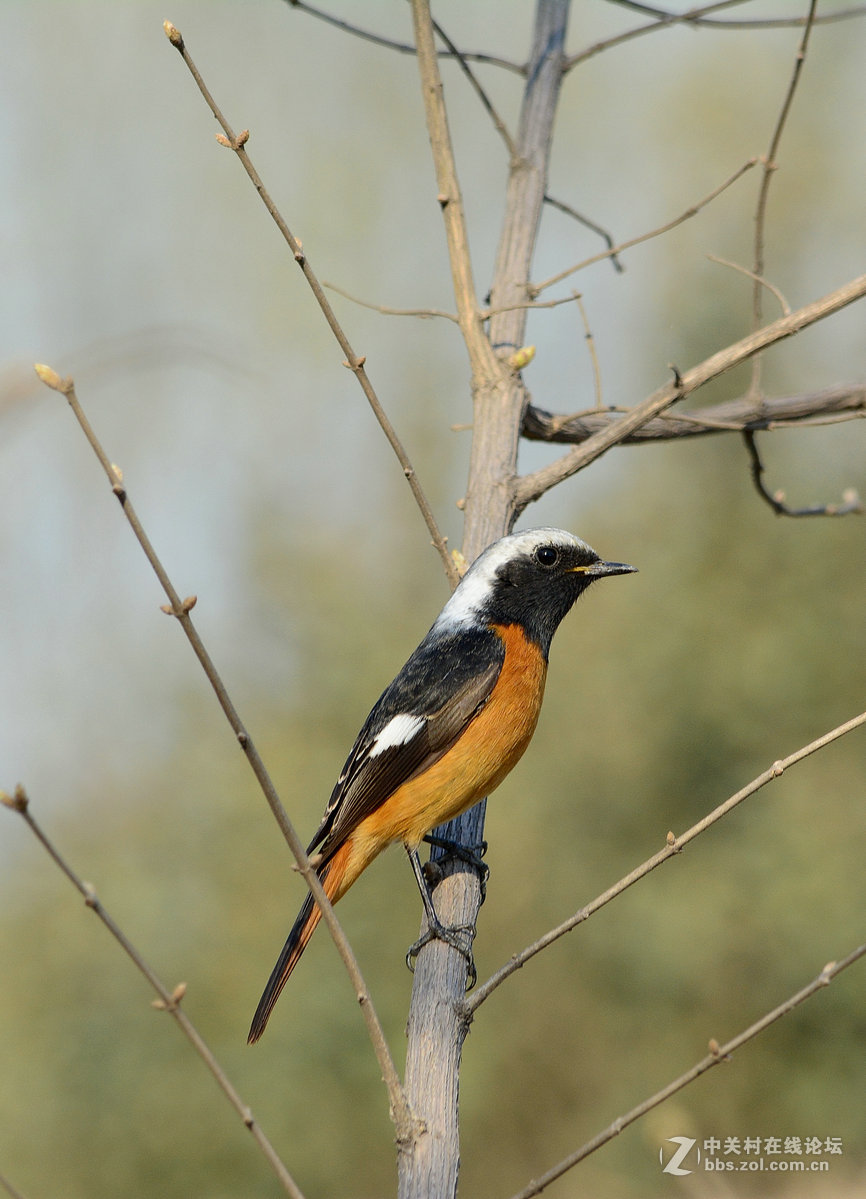 #尼康鸟类作品赏析#【报春】 （老阿推荐）