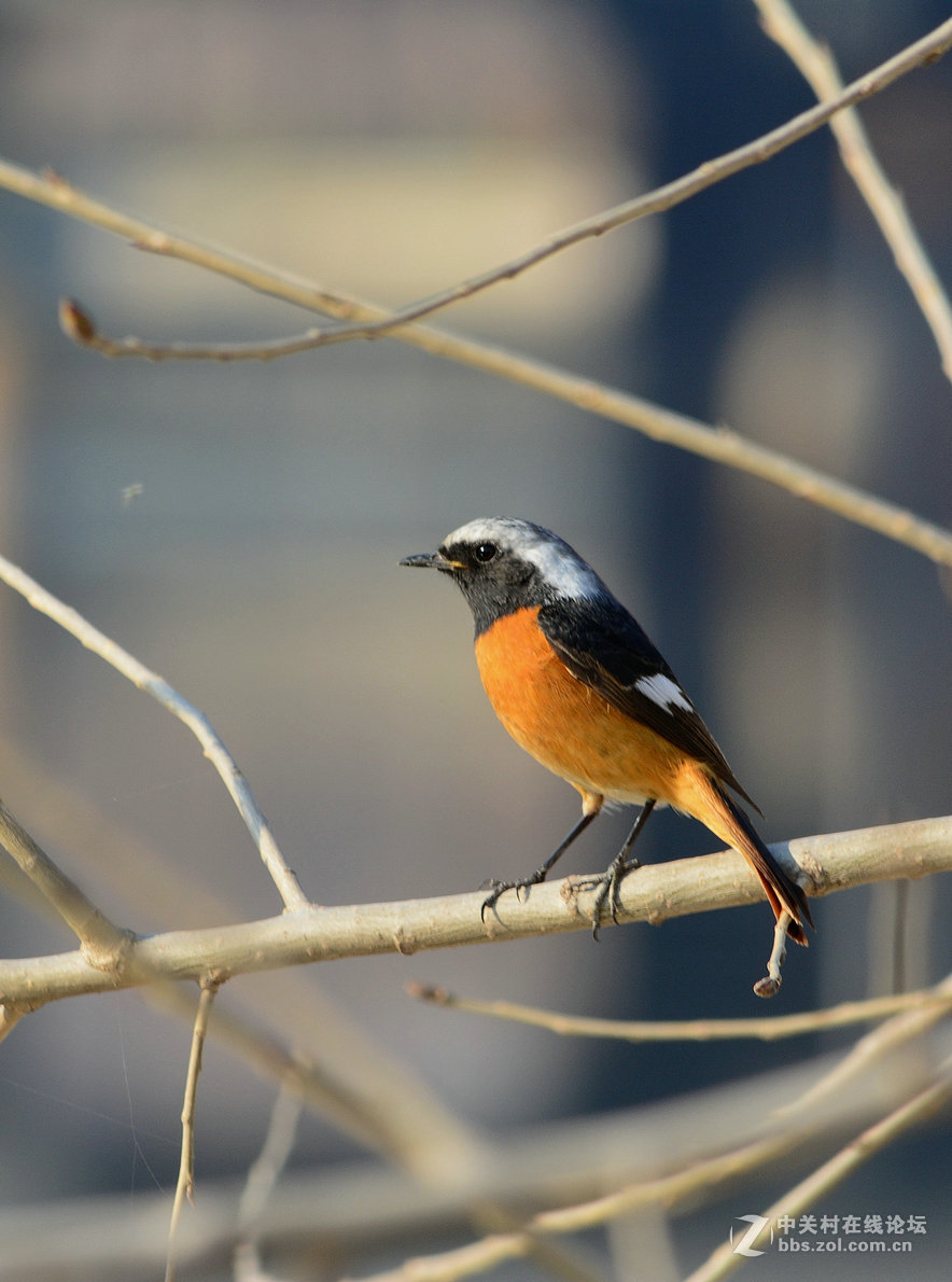 #尼康鸟类作品赏析#【报春】 （老阿推荐）