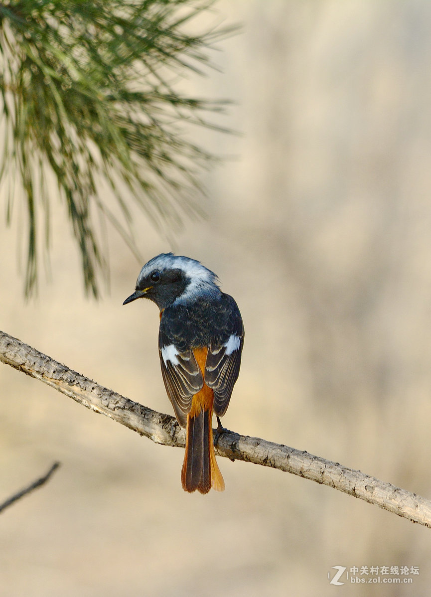 #尼康鸟类作品赏析#【报春】 （老阿推荐）