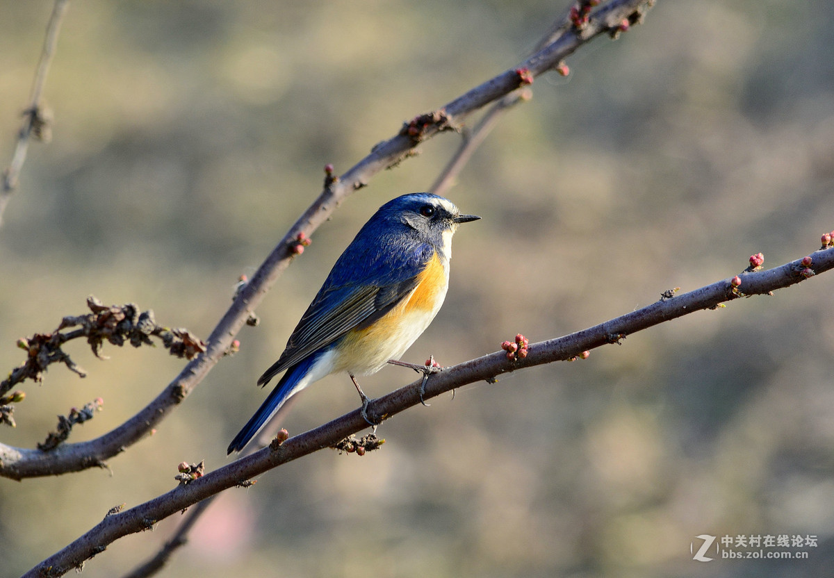 #尼康鸟类作品赏析#【报春】 （老阿推荐）