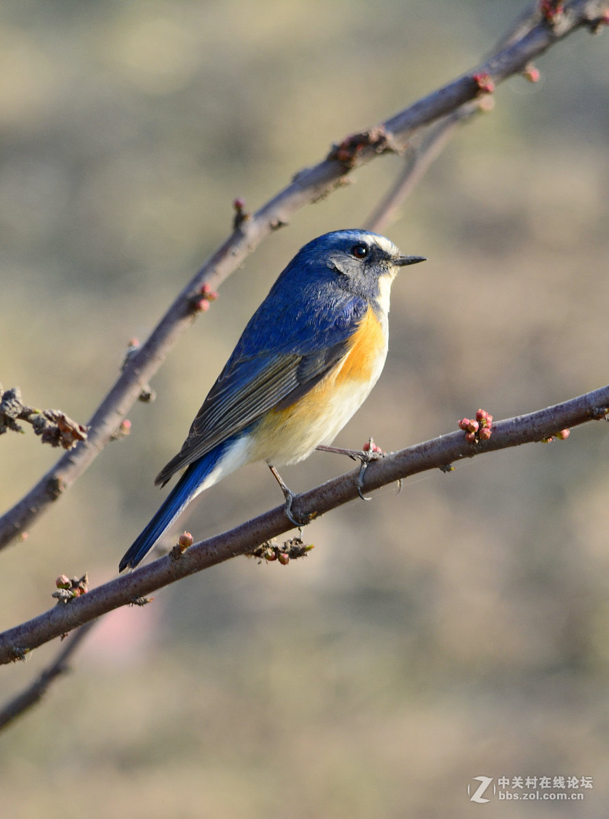 #尼康鸟类作品赏析#【报春】 （老阿推荐）