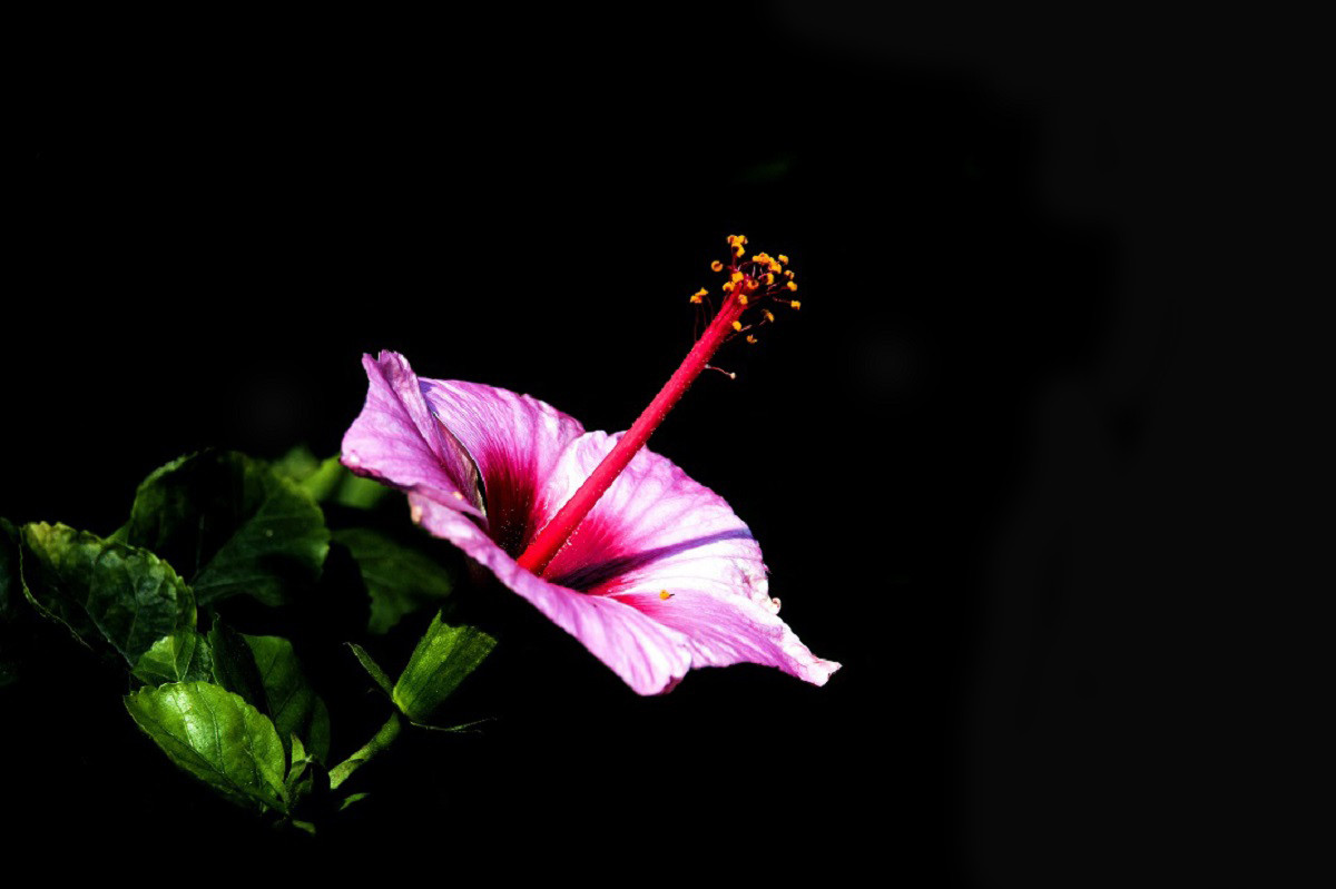 一组扶桑花，祝贺好友雲龍观海荣任光影杂谈星空(中国)版主