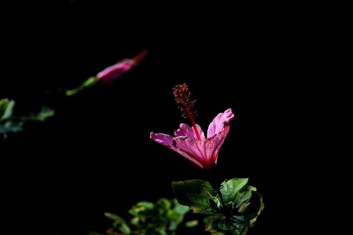 一组扶桑花，祝贺好友雲龍观海荣任光影杂谈星空(中国)版主