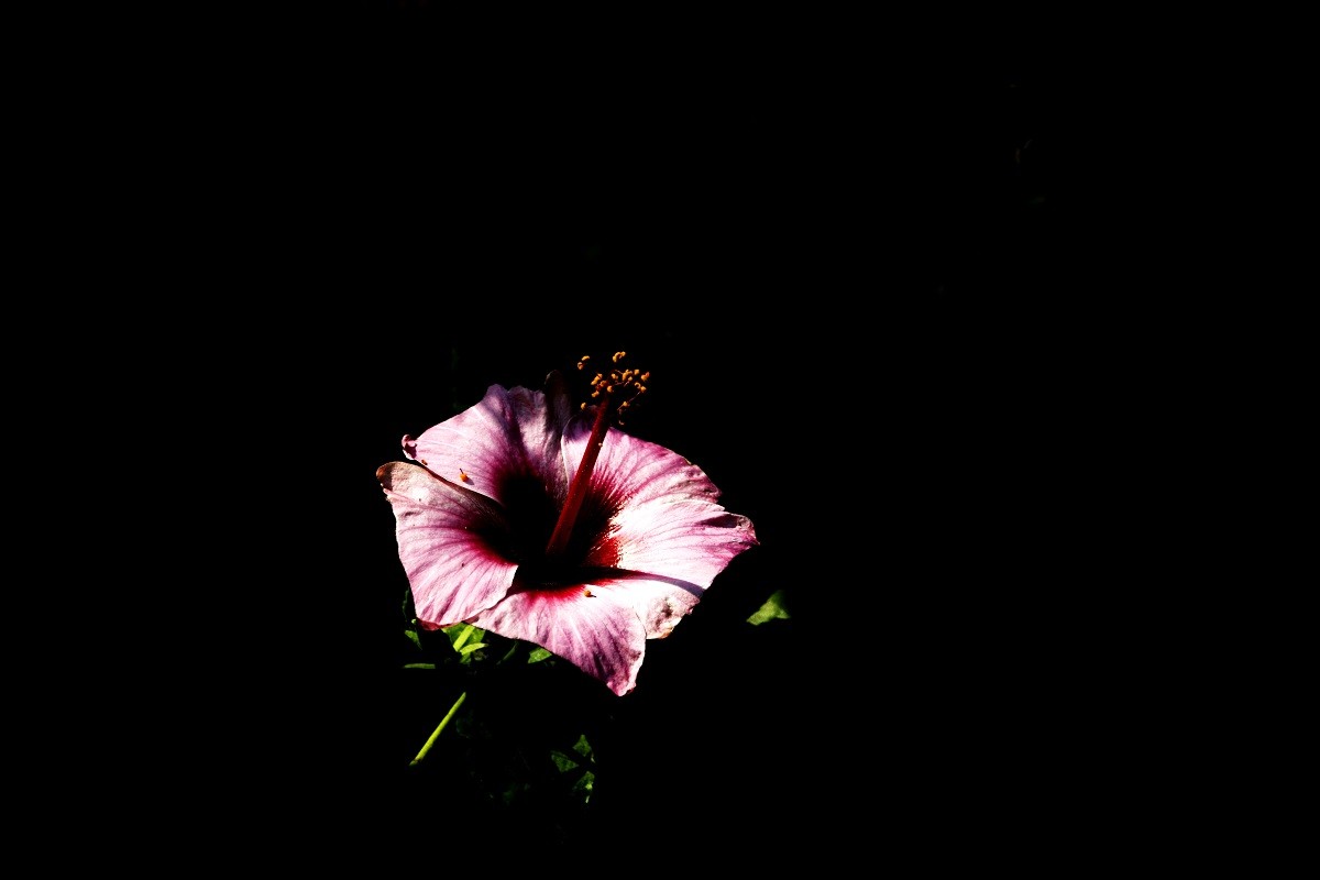 一组扶桑花，祝贺好友雲龍观海荣任光影杂谈星空(中国)版主