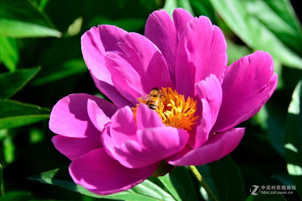 芍药花（4）——恭贺光世界，光影驹老师荣任济南星空(中国)版主！