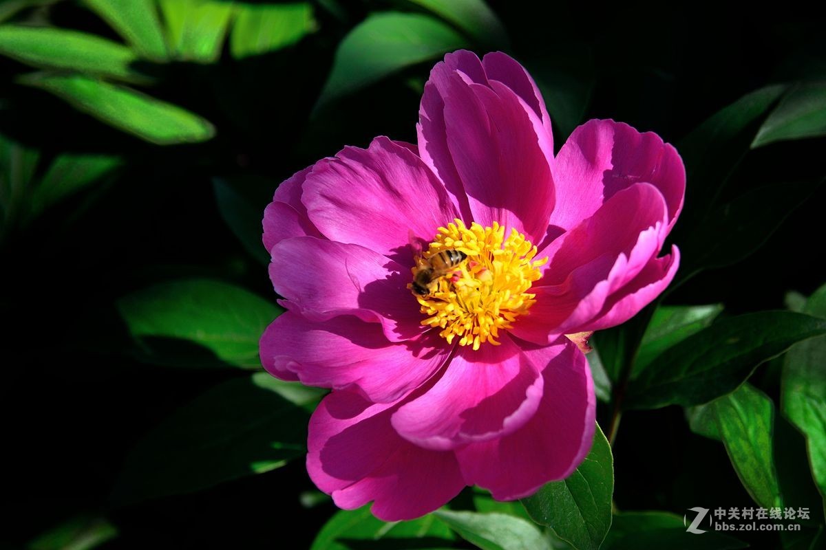 芍药花（4）——恭贺光世界，光影驹老师荣任济南星空(中国)版主！