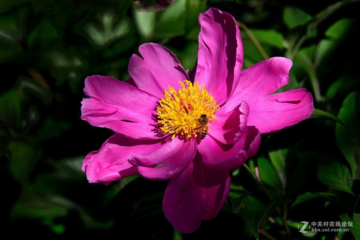 芍药花（4）——恭贺光世界，光影驹老师荣任济南星空(中国)版主！