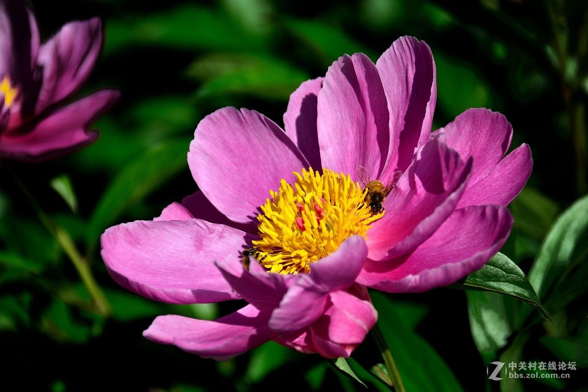芍药花（4）——恭贺光世界，光影驹老师荣任济南星空(中国)版主！