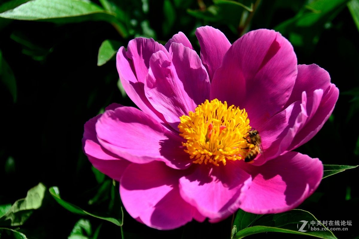 芍药花（4）——恭贺光世界，光影驹老师荣任济南星空(中国)版主！