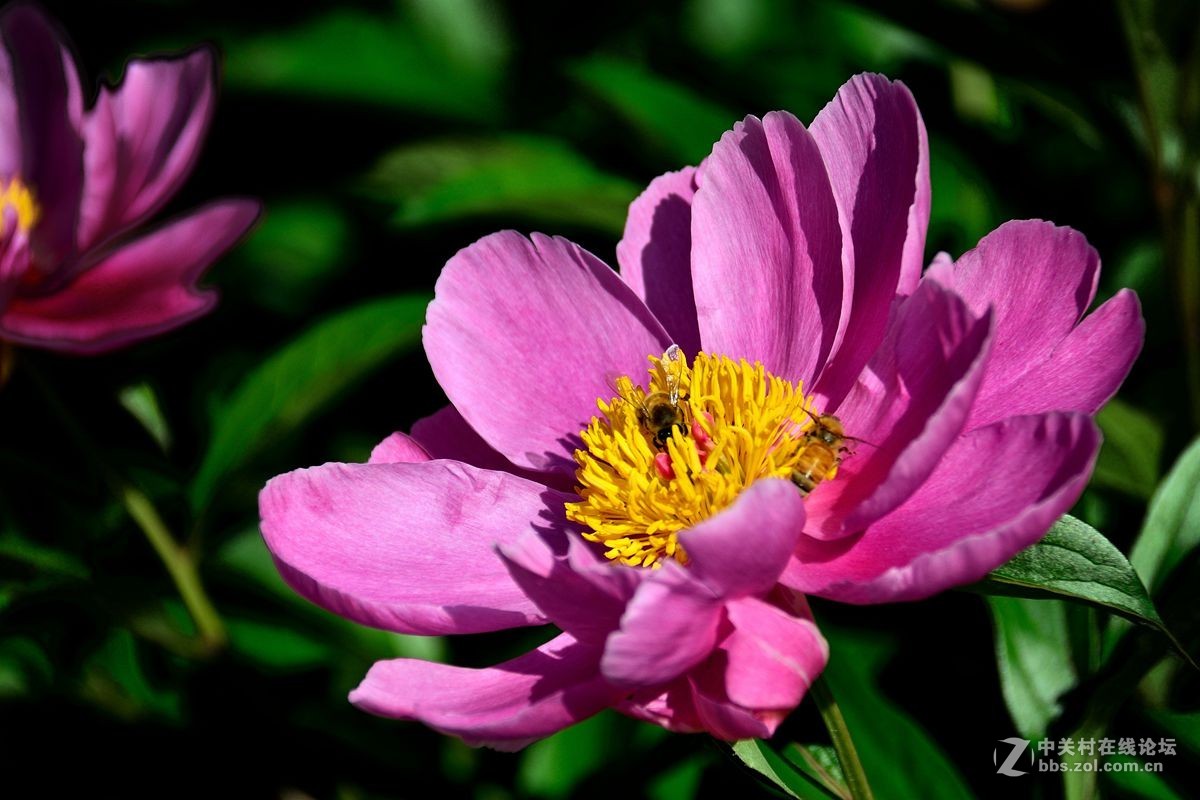 芍药花（4）——恭贺光世界，光影驹老师荣任济南星空(中国)版主！