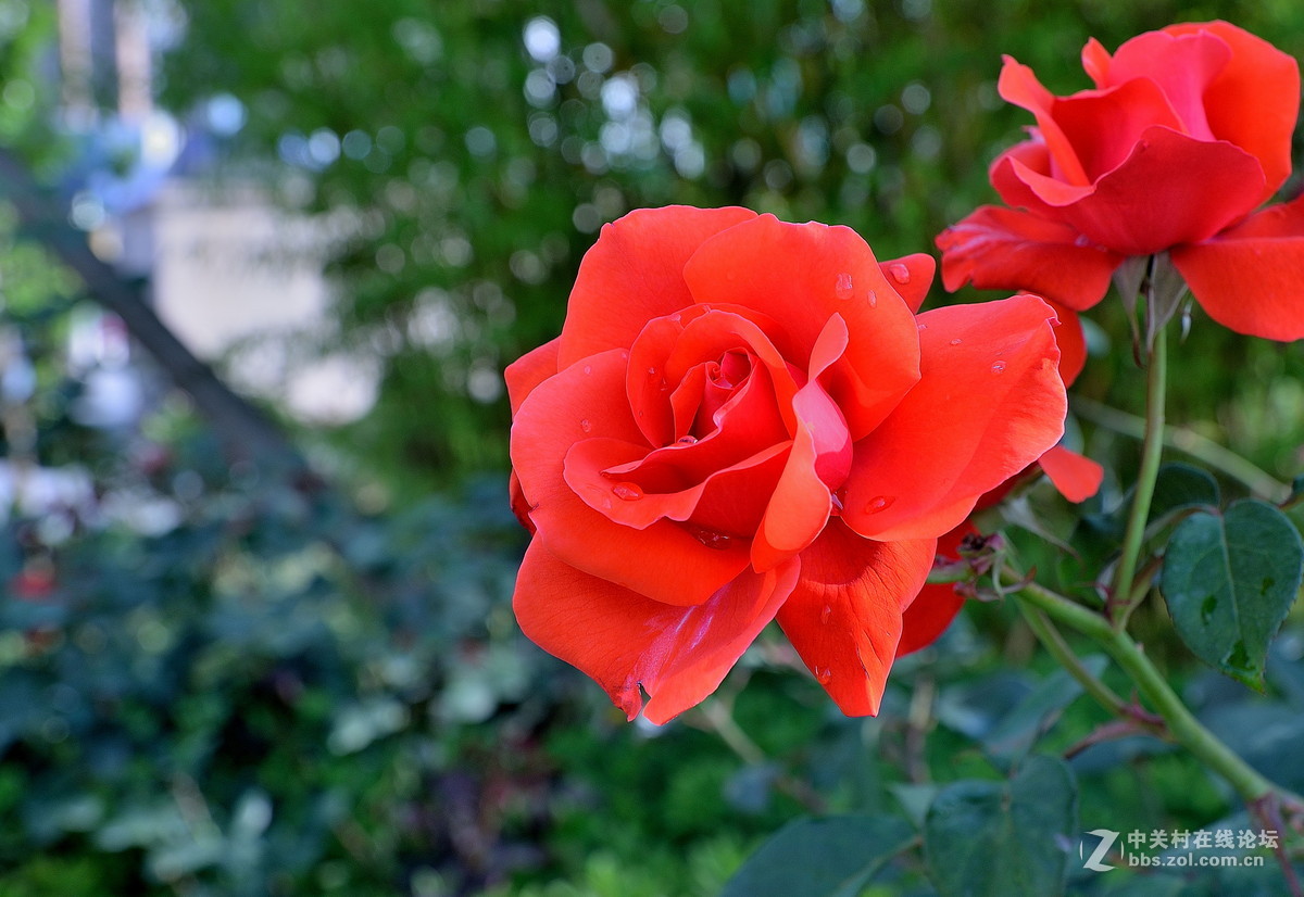 难拍的红月季花