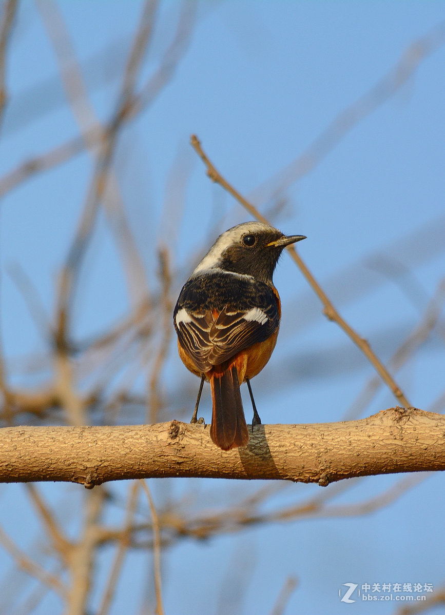 #尼康鸟类作品赏析#【报春】 （老阿推荐）