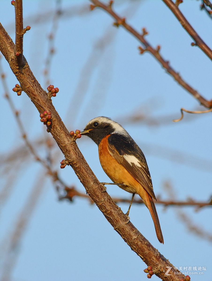 #尼康鸟类作品赏析#【报春】 （老阿推荐）