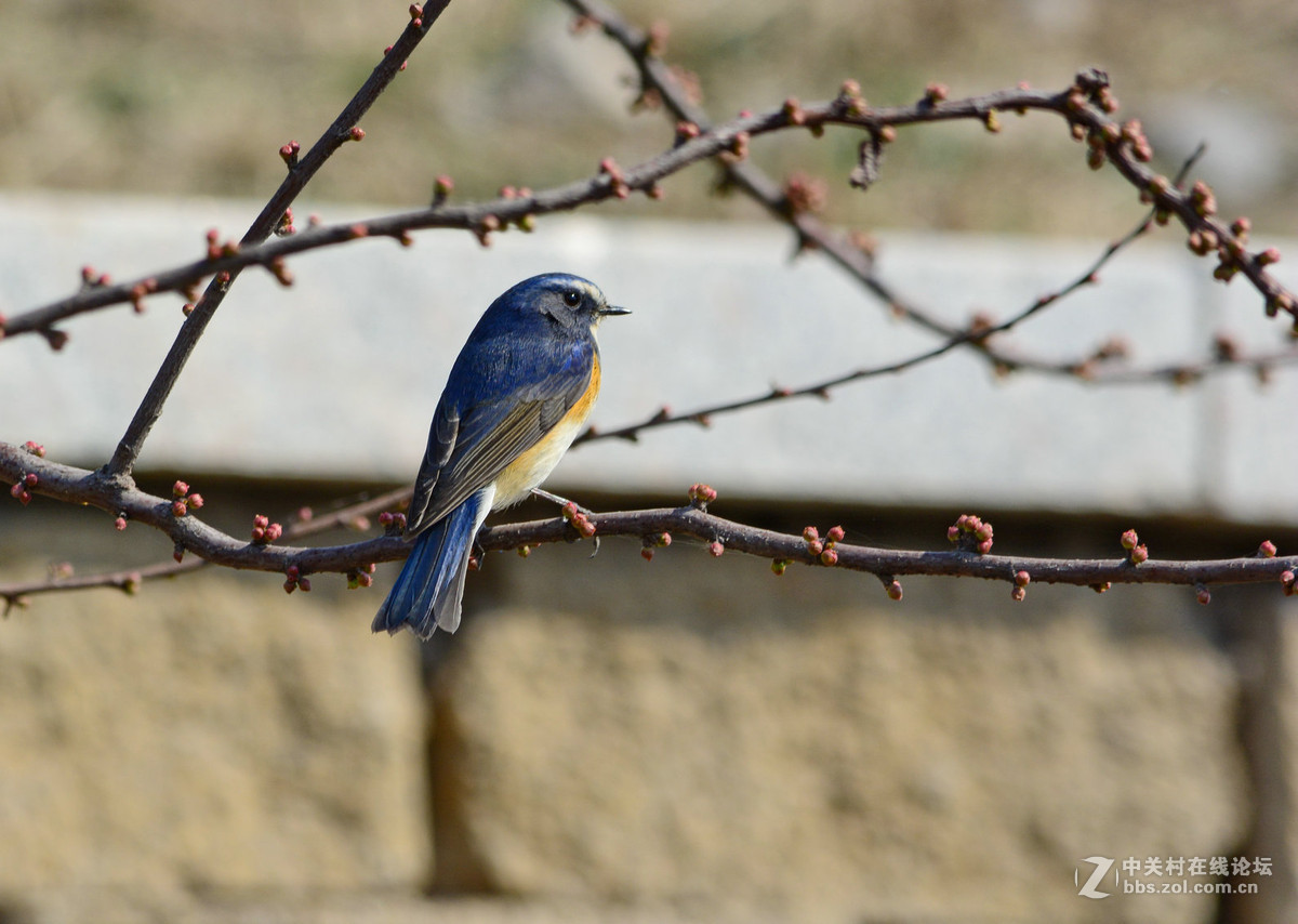 #尼康鸟类作品赏析#【报春】 （老阿推荐）