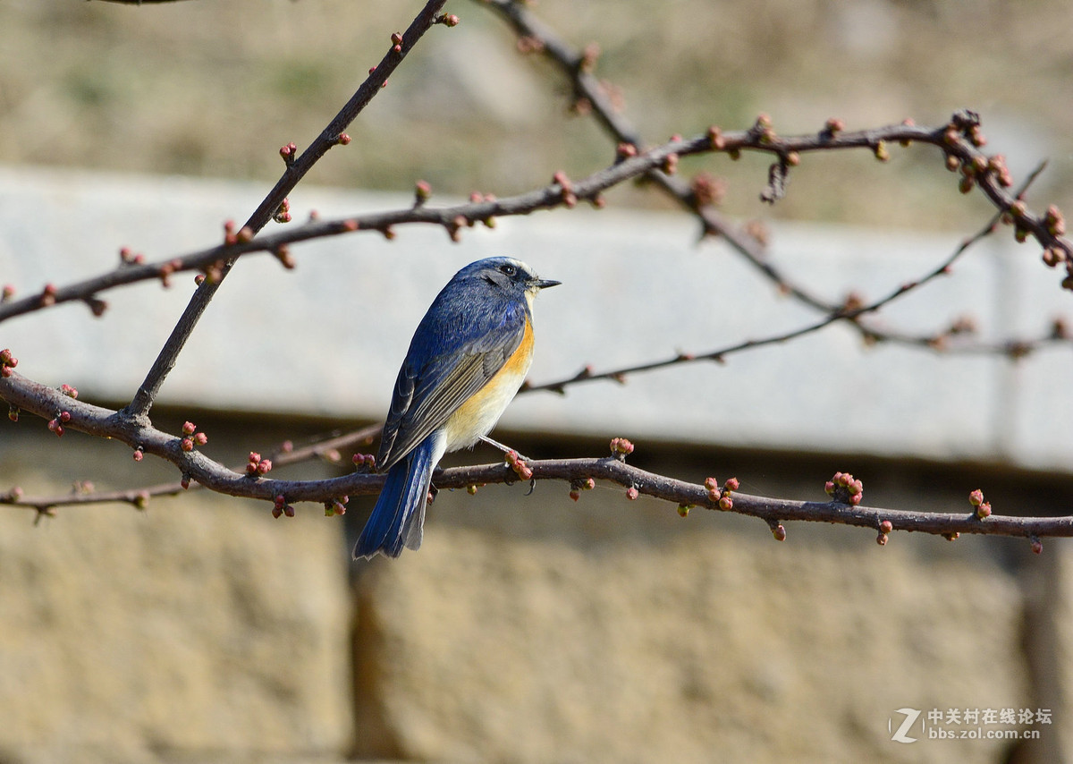 #尼康鸟类作品赏析#【报春】 （老阿推荐）