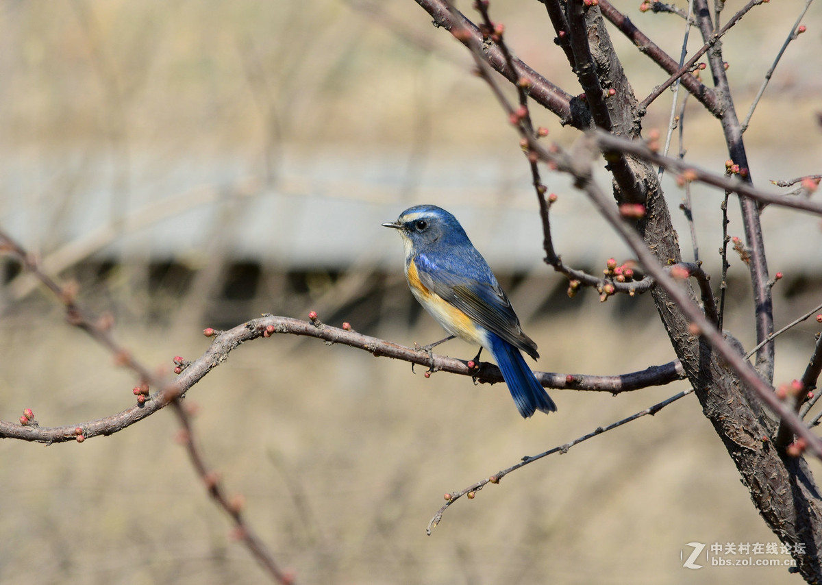 #尼康鸟类作品赏析#【报春】 （老阿推荐）