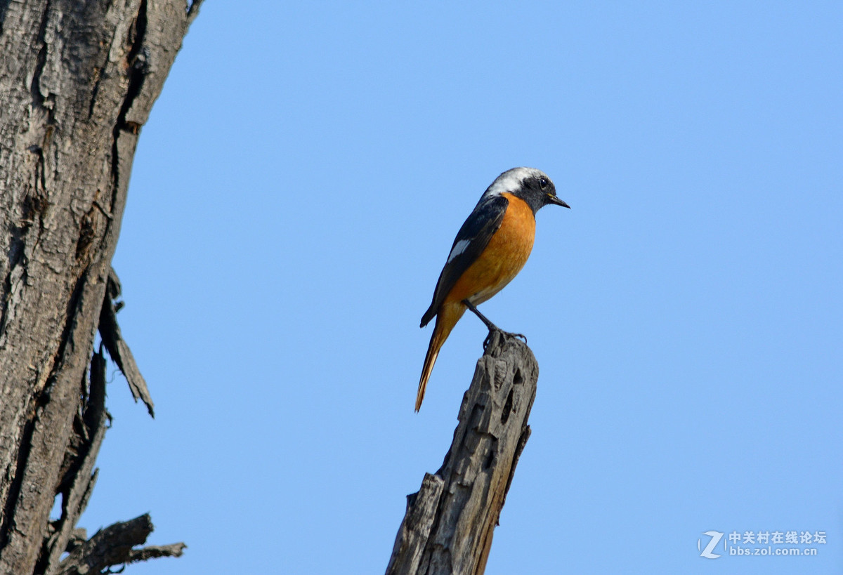 #尼康鸟类作品赏析#【报春】 （老阿推荐）