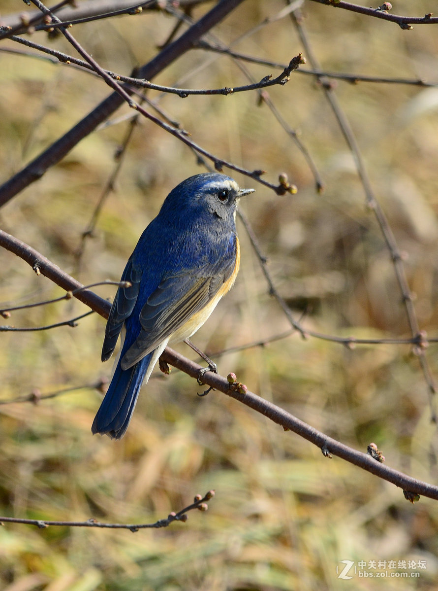#尼康鸟类作品赏析#【报春】 （老阿推荐）