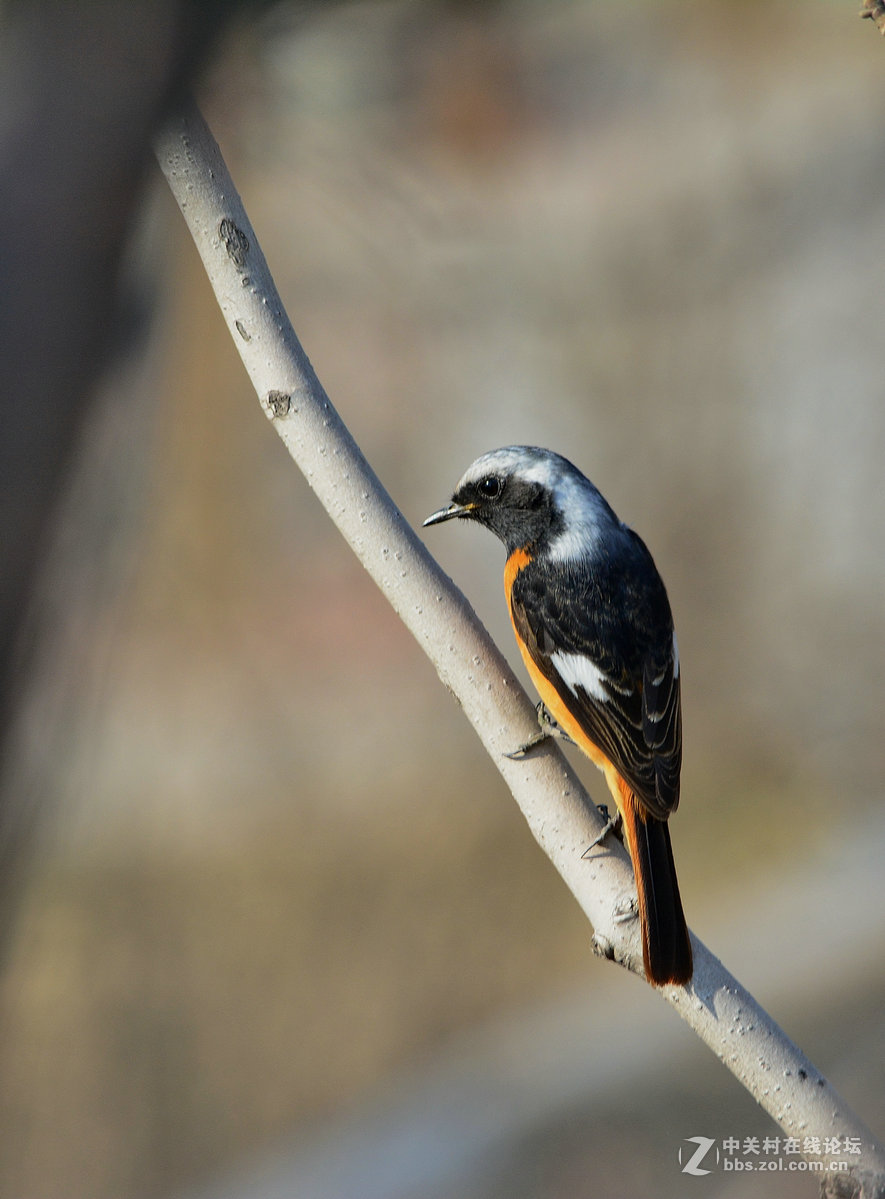 #尼康鸟类作品赏析#【报春】 （老阿推荐）