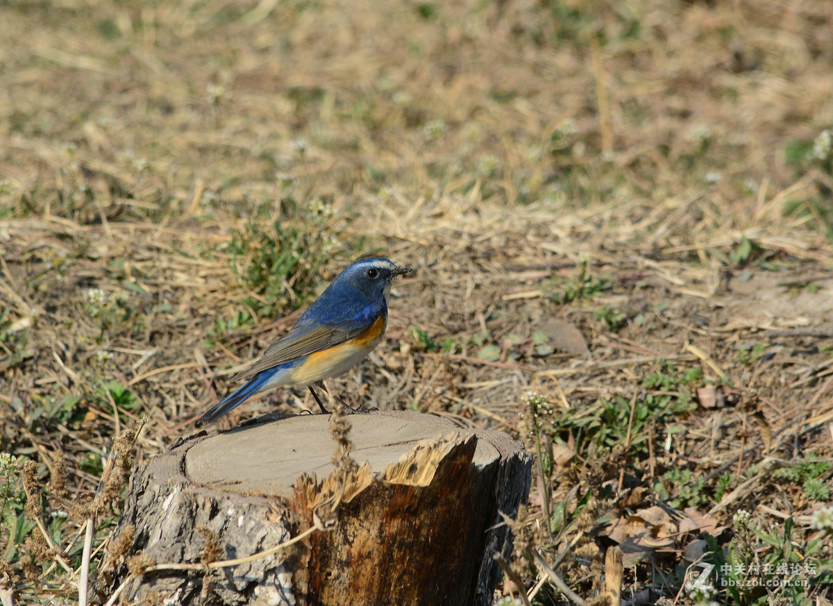#尼康鸟类作品赏析#【报春】 （老阿推荐）