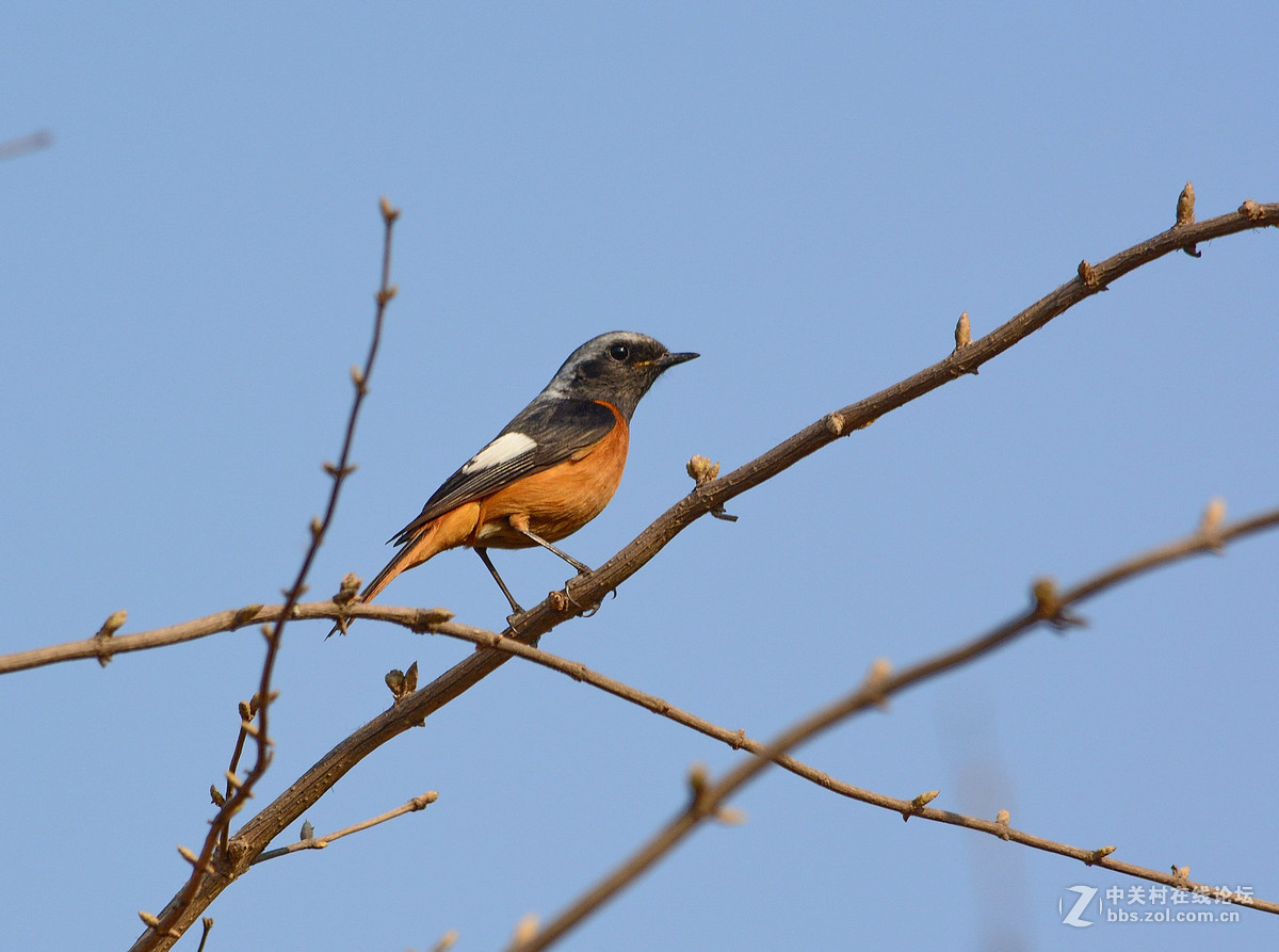 #尼康鸟类作品赏析#【报春】 （老阿推荐）
