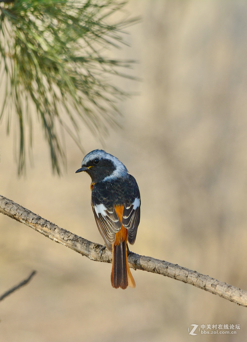 #尼康鸟类作品赏析#【报春】 （老阿推荐）
