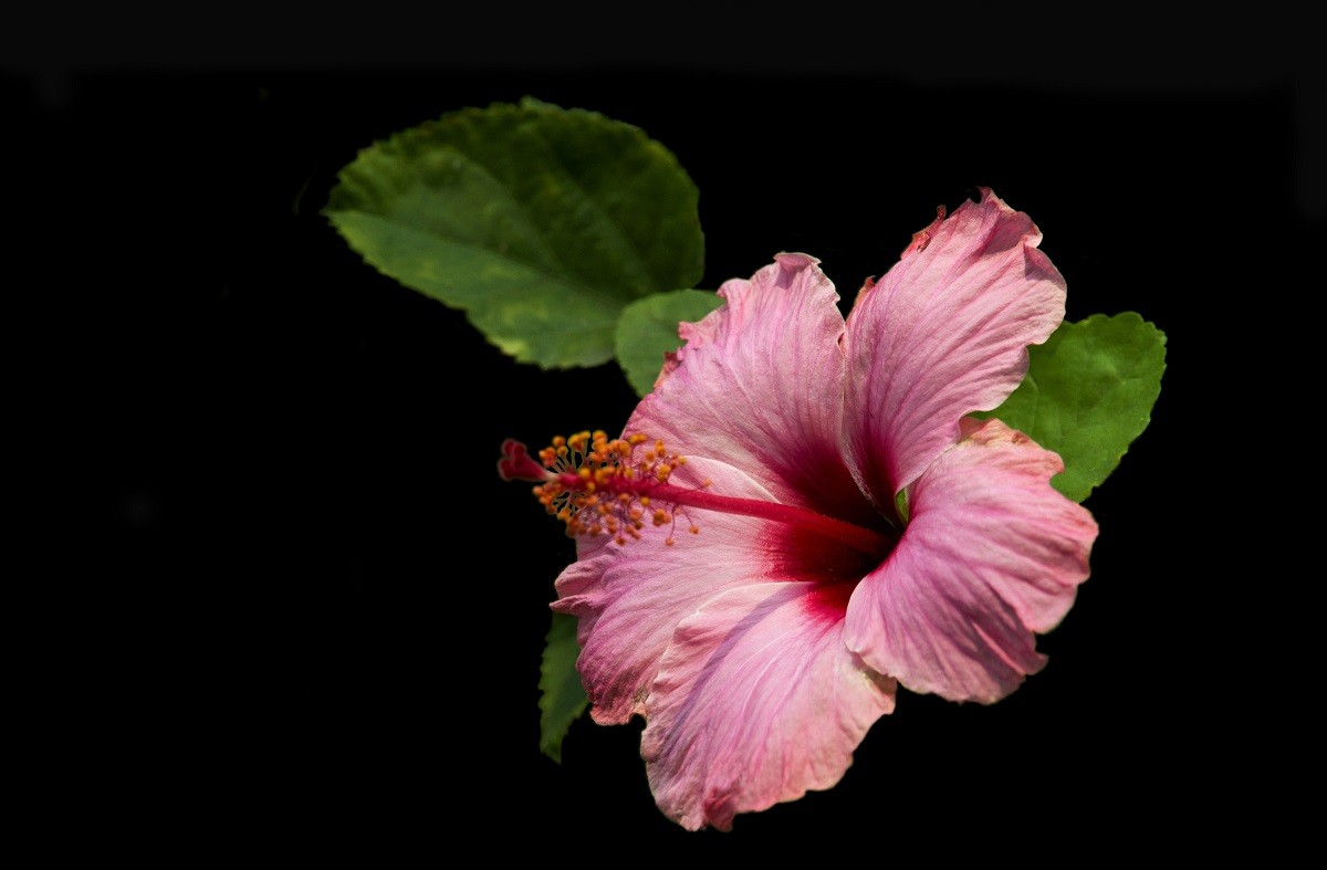 一组扶桑花，祝贺好友雲龍观海荣任光影杂谈星空(中国)版主