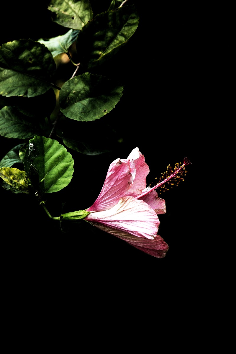 一组扶桑花，祝贺好友雲龍观海荣任光影杂谈星空(中国)版主