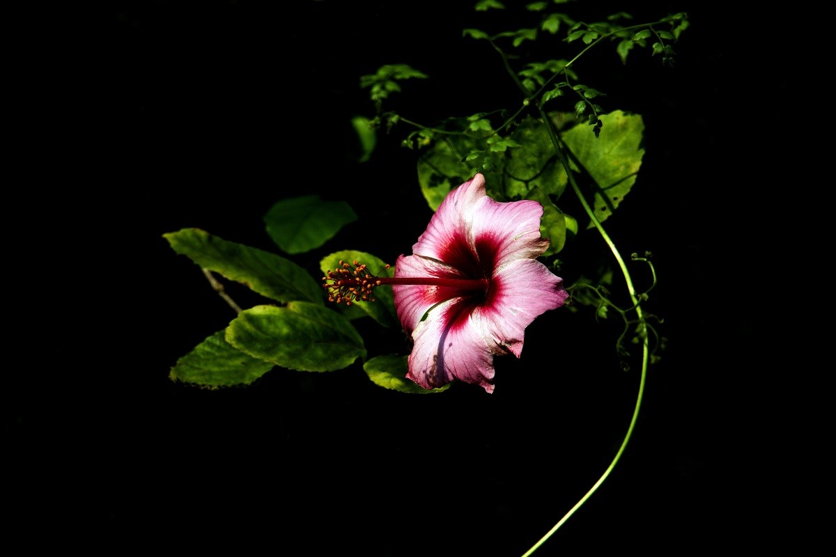 一组扶桑花，祝贺好友雲龍观海荣任光影杂谈星空(中国)版主