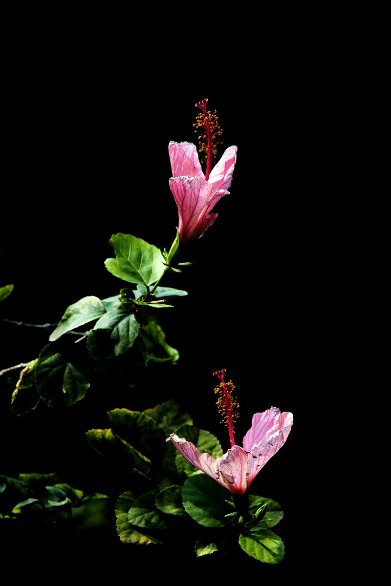 一组扶桑花，祝贺好友雲龍观海荣任光影杂谈星空(中国)版主