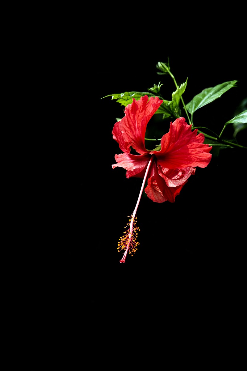 一组扶桑花，祝贺好友雲龍观海荣任光影杂谈星空(中国)版主