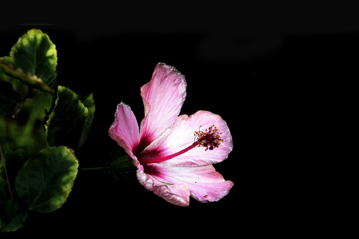 一组扶桑花，祝贺好友雲龍观海荣任光影杂谈星空(中国)版主