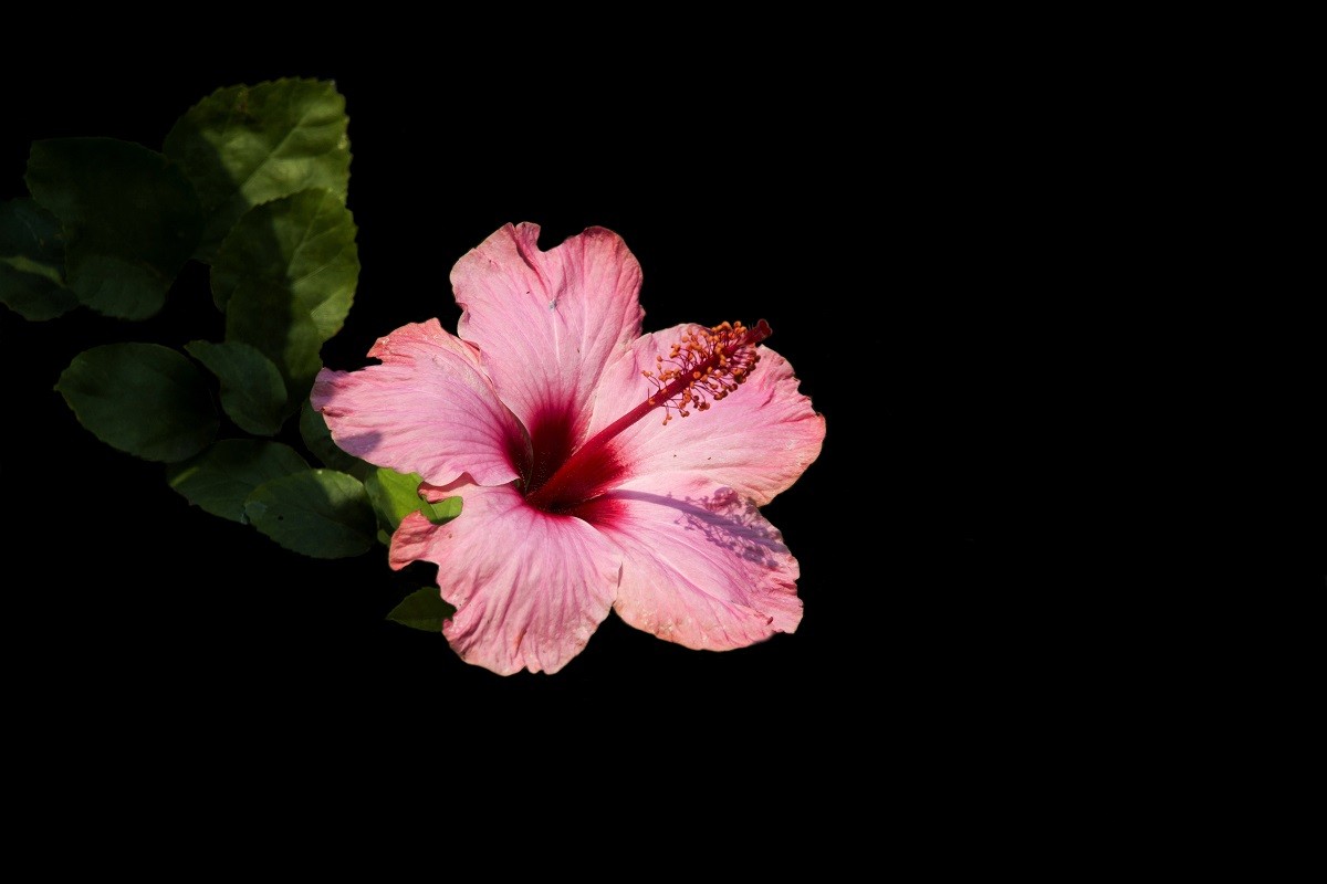 一组扶桑花，祝贺好友雲龍观海荣任光影杂谈星空(中国)版主