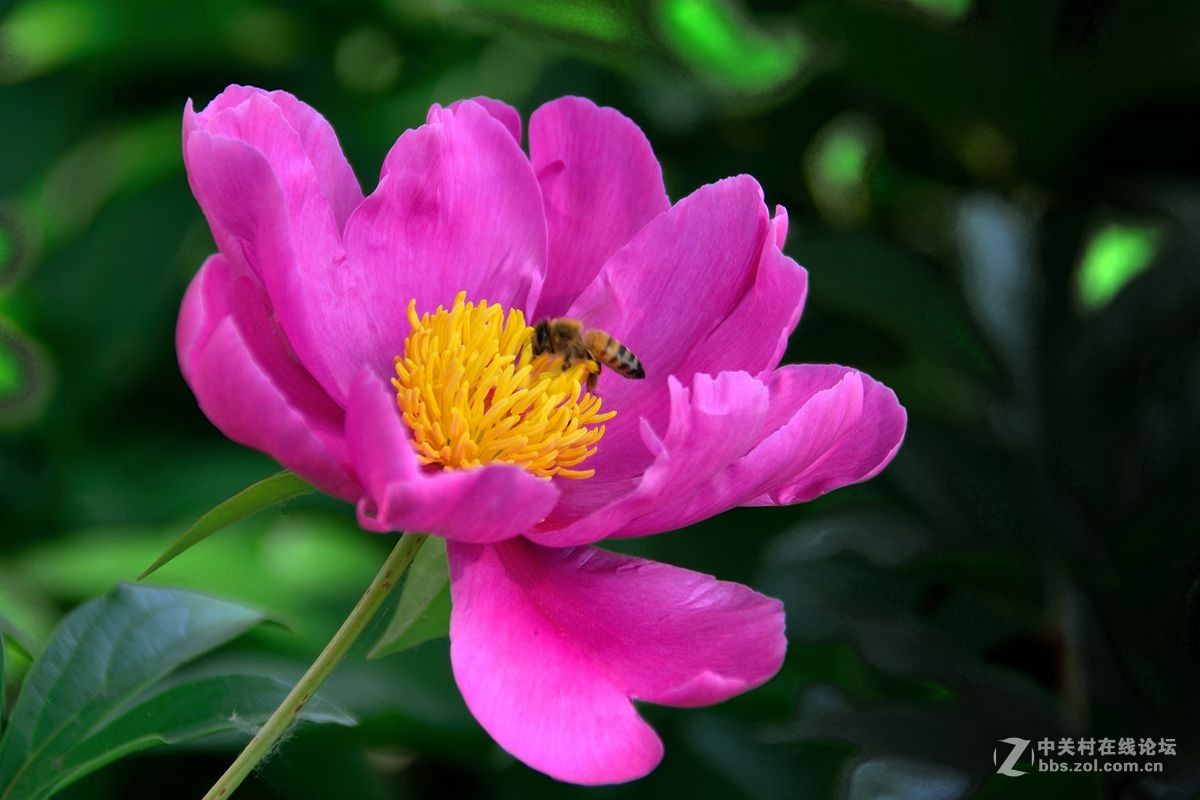 芍药花（4）——恭贺光世界，光影驹老师荣任济南星空(中国)版主！