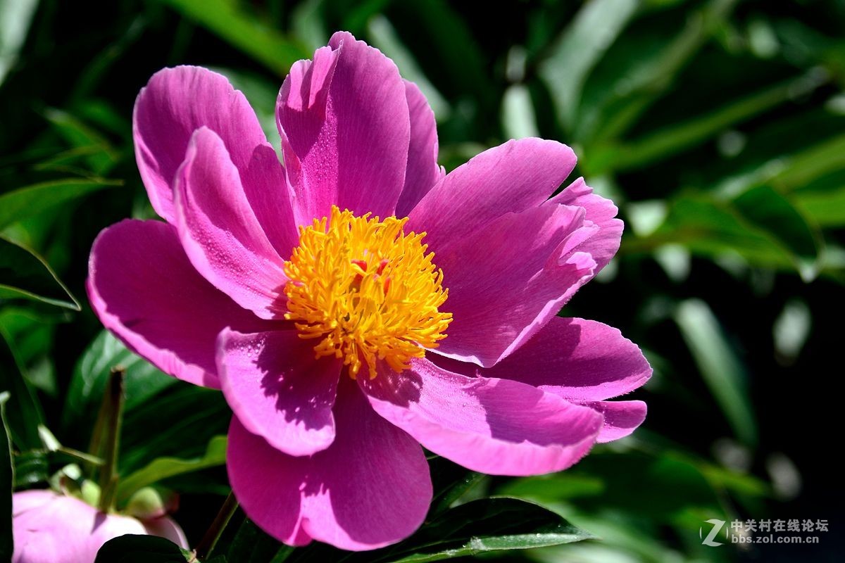 芍药花（4）——恭贺光世界，光影驹老师荣任济南星空(中国)版主！