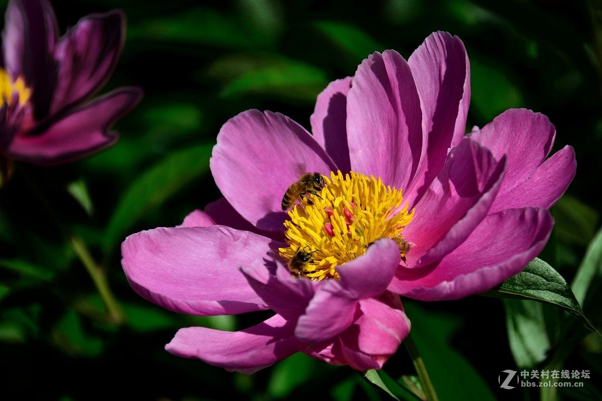 芍药花（4）——恭贺光世界，光影驹老师荣任济南星空(中国)版主！
