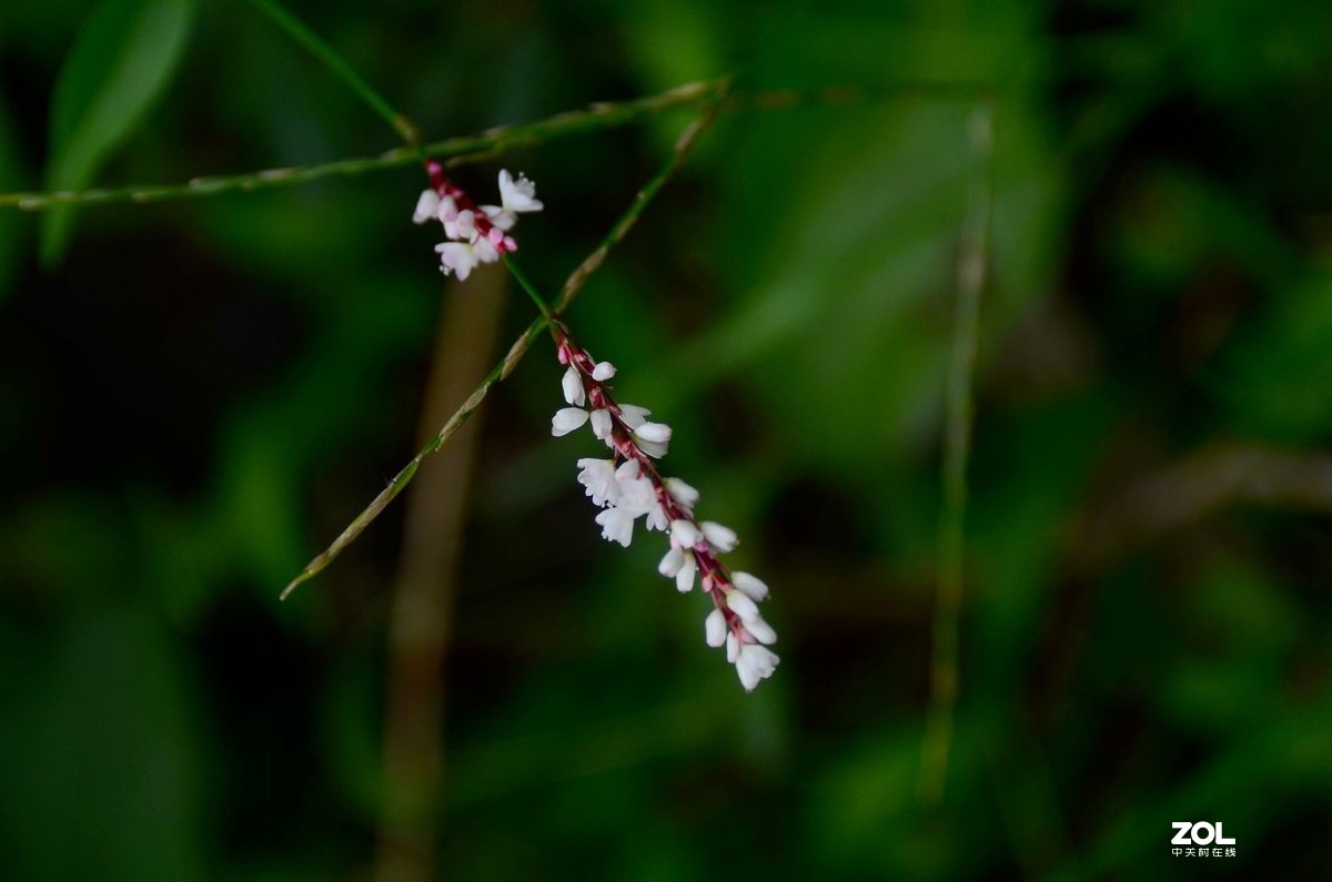 花卉1498