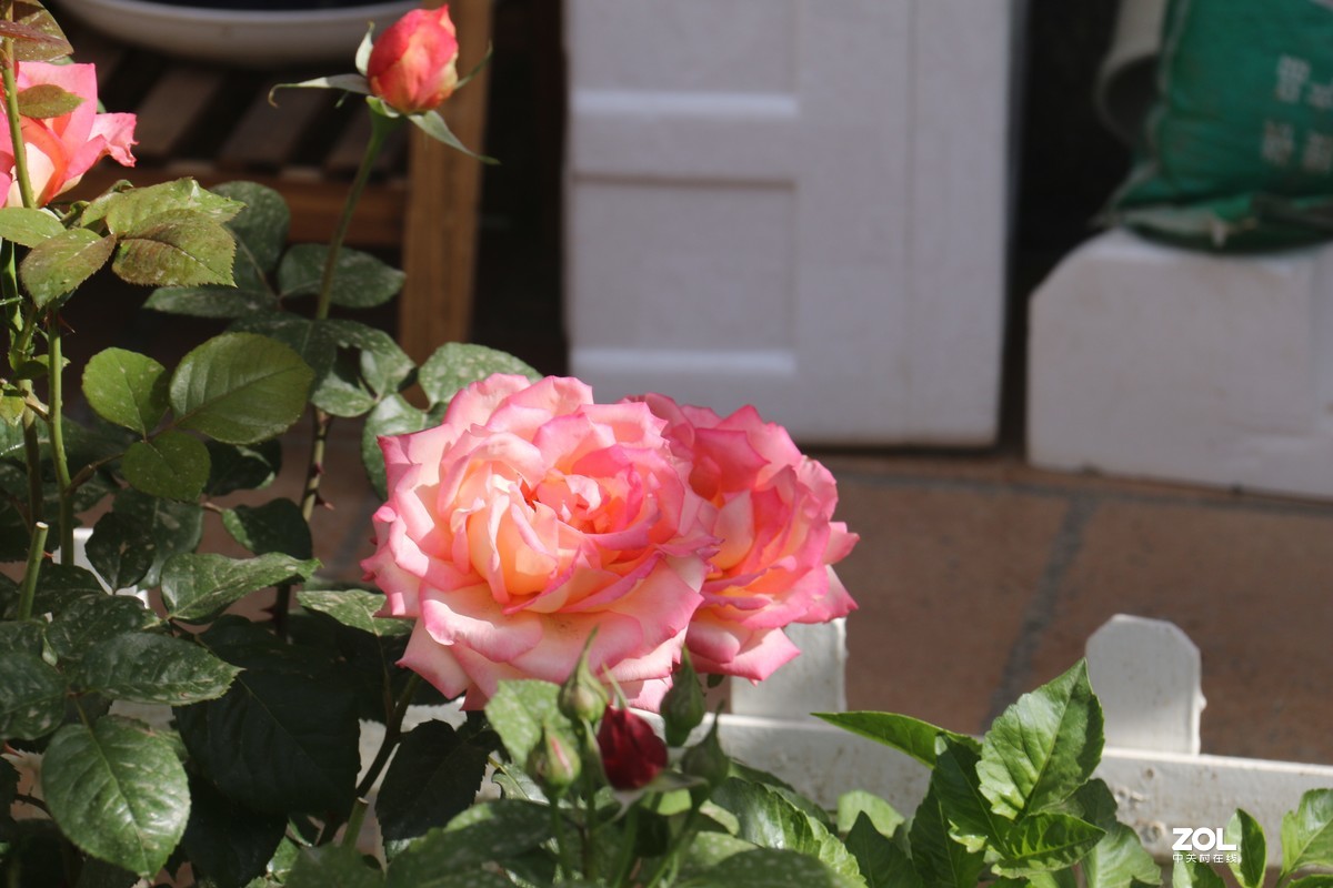 五月初的芍药花好的正欢