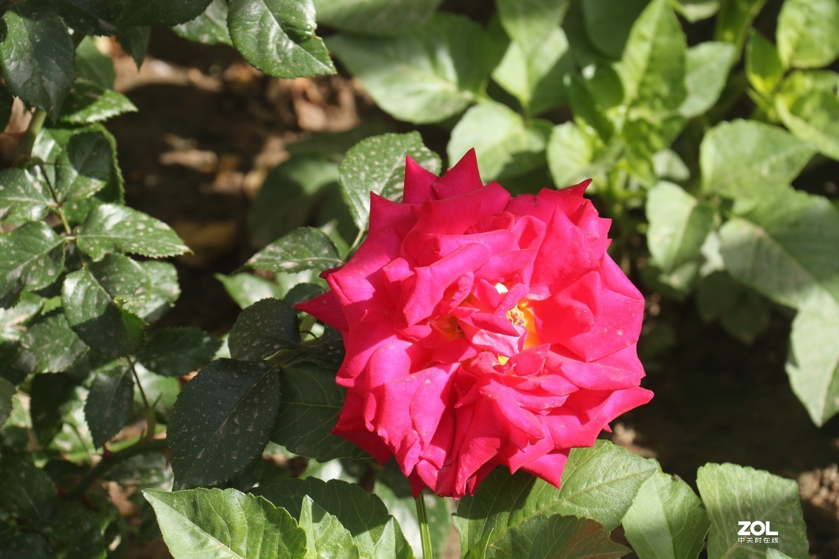 五月初的芍药花好的正欢