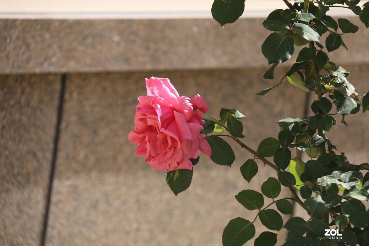 五月初的芍药花好的正欢