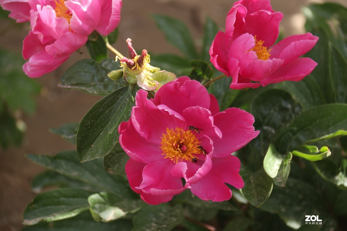 五月初的芍药花好的正欢