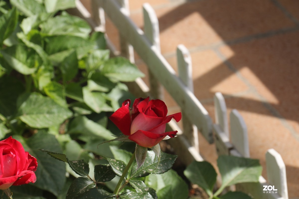 五月初的芍药花好的正欢