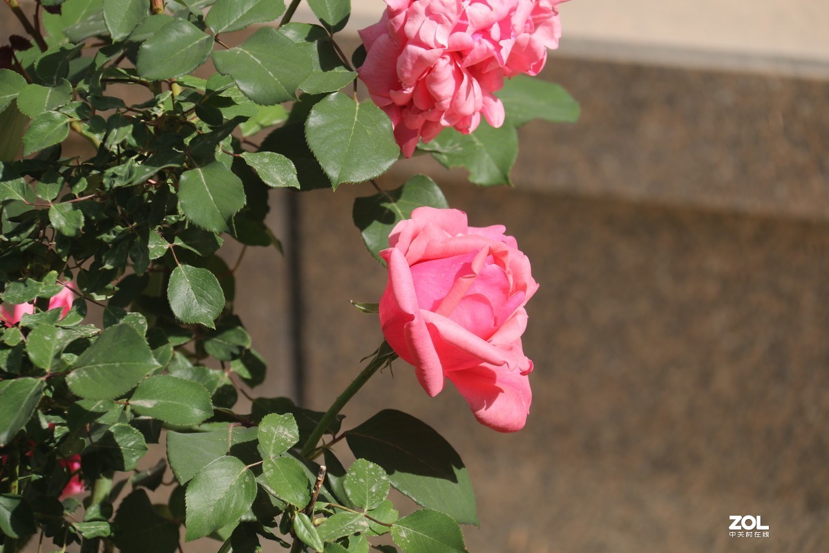 五月初的芍药花好的正欢