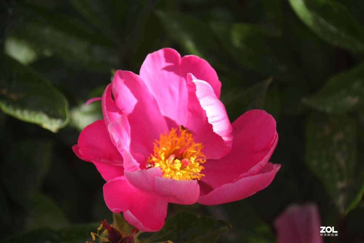 五月初的芍药花好的正欢